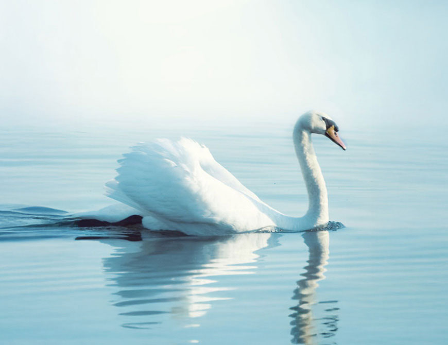 Nature's Song: Vivaldi's 