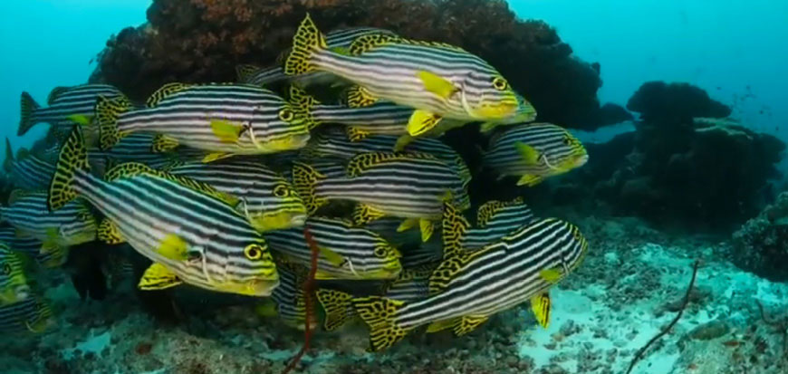 Cape Symphony presents Beethoven on the Cape in September 2019